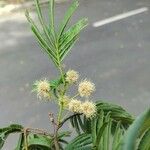 Anadenanthera colubrina പുഷ്പം