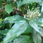Pollia japonica Прочее