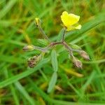 Helianthemum salicifolium Mosusu