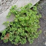 Euphorbia peplus Habit