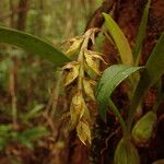 Bulbophyllum variegatum Flor