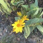 Helianthus divaricatusBlomst