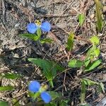 Commelina erecta Кветка