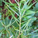 Salix rosmarinifolia Blatt