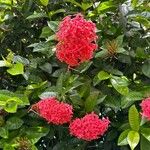 Ixora chinensisफूल