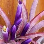 Tillandsia brachycaulos Flower