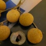 Dimocarpus longan Frucht