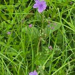 Ruellia ciliatiflora Kukka