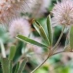 Trifolium arvense Blatt