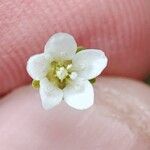 Sagina nodosa Flower