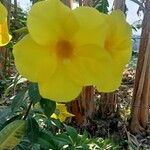 Allamanda catharticaFloare