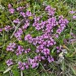 Thymus praecox Blomst