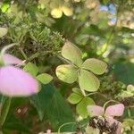 Hydrangea serrataFlower