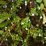 Angraecum ramosum Habitus