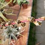 Dyckia dawsonii