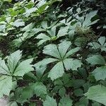 Rodgersia aesculifolia Hábito