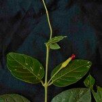 Mendoncia velloziana Flower