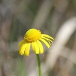 Helenium drummondii Flower