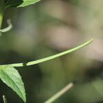 Epilobium ciliatum फल