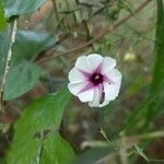 Ipomoea pandurata Květ