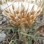Rhaponticum coniferum फल