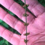 Rumex brownii ফুল