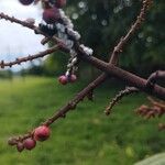 Miconia elata Fruit