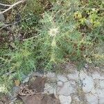 Echinops echinatus Habit