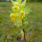 Rhinanthus alectorolophus Blüte