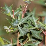 Berberis trifoliolata Лист