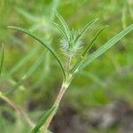 Lomelosia argentea Leaf