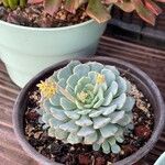 Echeveria minima List