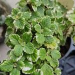 Plectranthus madagascariensis Folha