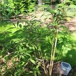 Callicarpa kwangtungensis Hábito
