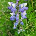 Lupinus nootkatensis 花