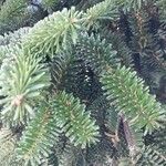 Abies numidica ഇല