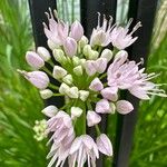 Allium senescens Floro