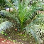 Macrozamia communis Habitat