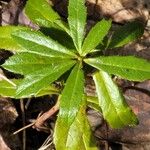 Chimaphila umbellata Blatt