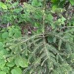 Picea rubens പുഷ്പം
