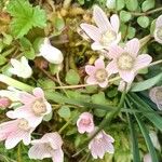 Lysimachia tenella Blüte