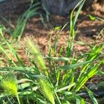 Hordeum pusillum Feuille