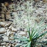 Lomandra insularis Costuma