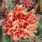 Echinocactus texensis फूल