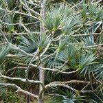 Pandanus utilis पत्ता