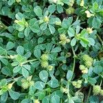 Medicago minima Плод