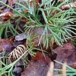 Lycopodium complanatum Folha