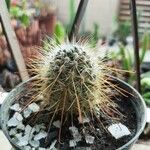 Mammillaria rekoiKora