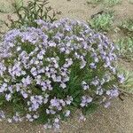 Polemonium pulcherrimum 花