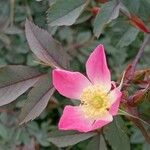 Rosa ferruginea Blomst
